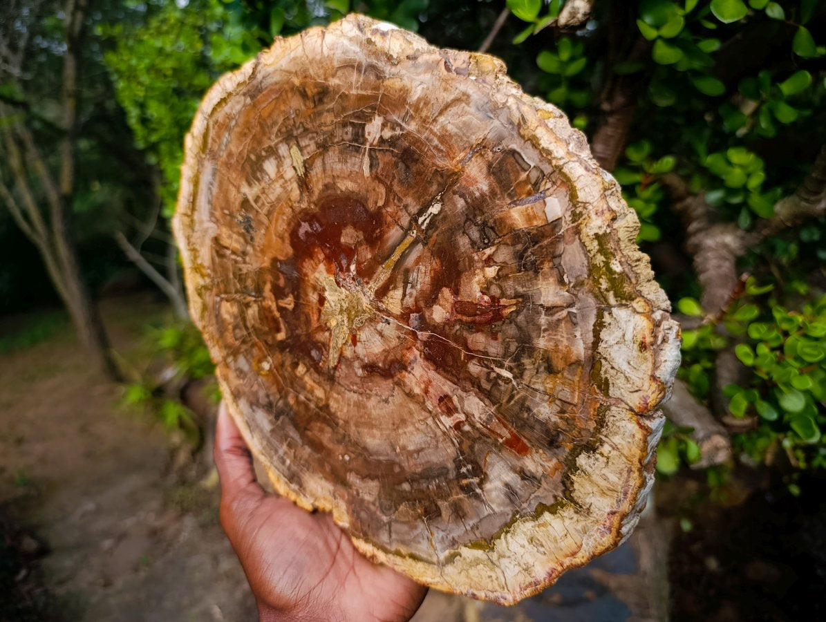 Polished XL Red Podocarpus Petrified Wood Slice x 1 From Marovoay, Madagascar - Toprock Gemstones and Minerals 