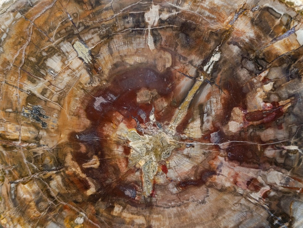 Polished XL Red Podocarpus Petrified Wood Slice x 1 From Marovoay, Madagascar - Toprock Gemstones and Minerals 