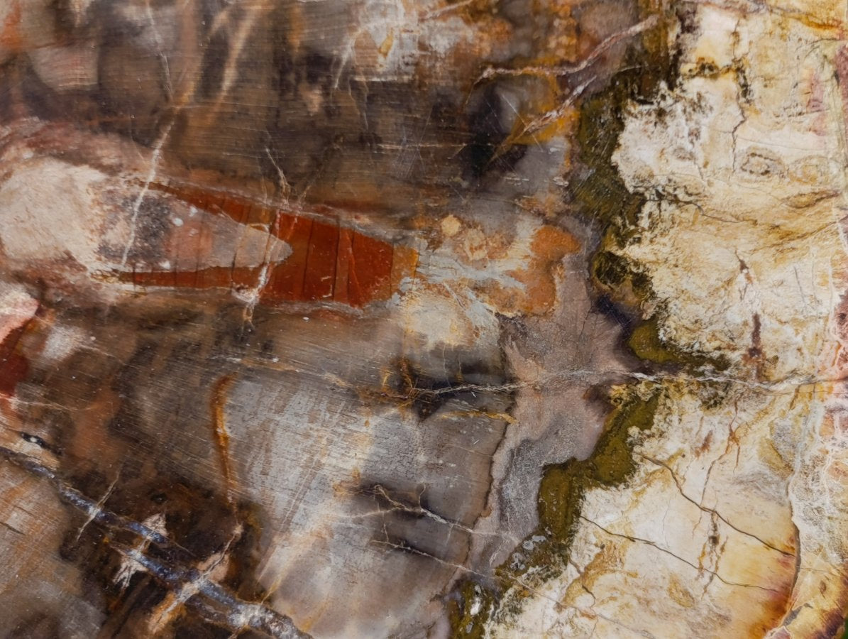 Polished XL Red Podocarpus Petrified Wood Slice x 1 From Marovoay, Madagascar - Toprock Gemstones and Minerals 