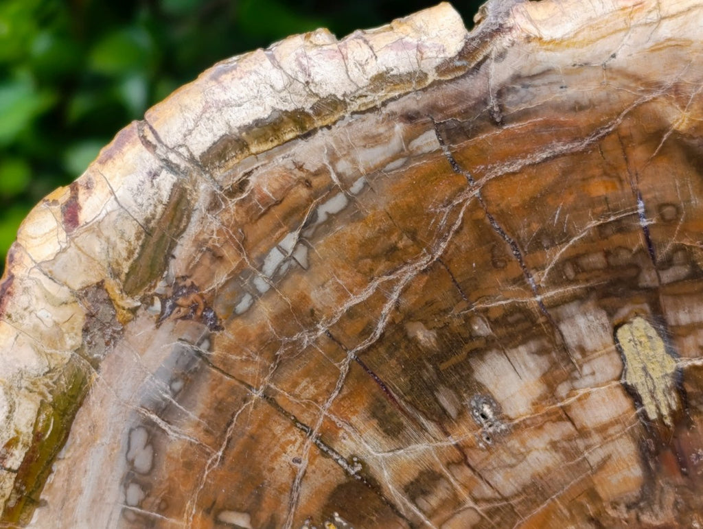 Polished XL Red Podocarpus Petrified Wood Slice x 1 From Marovoay, Madagascar - Toprock Gemstones and Minerals 
