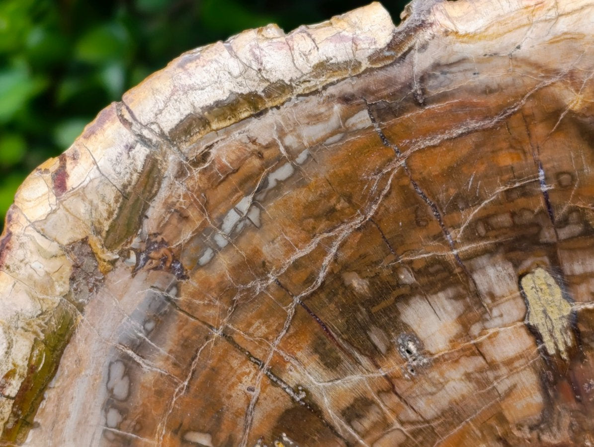 Polished XL Red Podocarpus Petrified Wood Slice x 1 From Marovoay, Madagascar - Toprock Gemstones and Minerals 