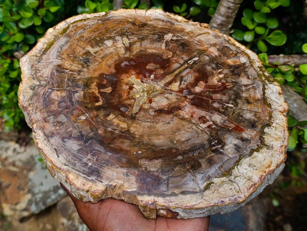 Polished XL Red Podocarpus Petrified Wood Slice x 1 From Marovoay, Madagascar - Toprock Gemstones and Minerals 