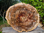 Polished XL Red Podocarpus Petrified Wood Slice x 1 From Marovoay, Madagascar - Toprock Gemstones and Minerals 