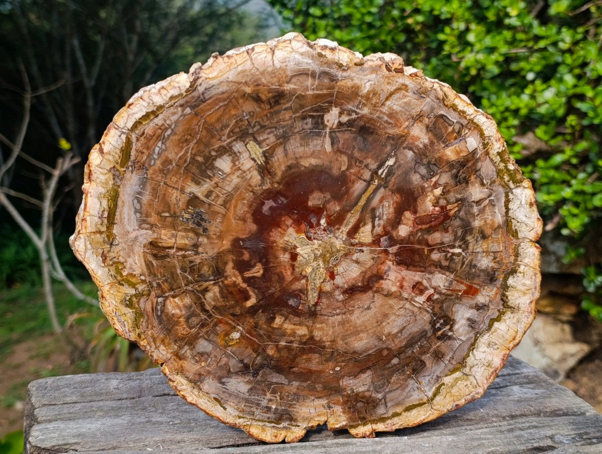Polished XL Red Podocarpus Petrified Wood Slice x 1 From Marovoay, Madagascar - Toprock Gemstones and Minerals 
