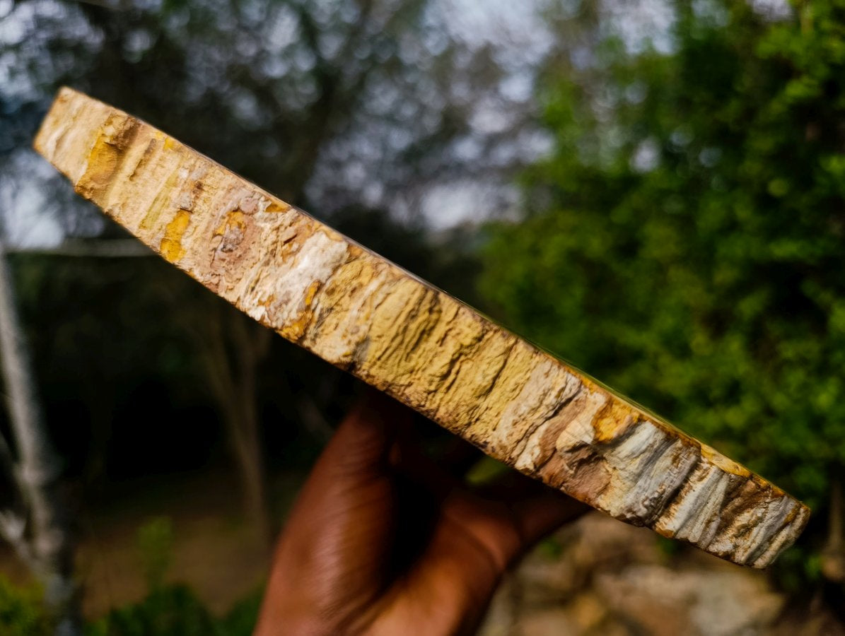 Polished XL Red Podocarpus Petrified Wood Slice x 1 From Marovoay, Madagascar - Toprock Gemstones and Minerals 