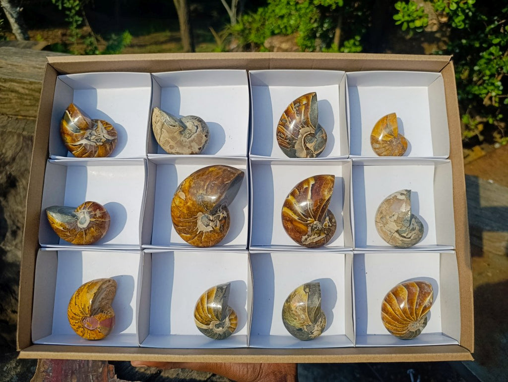 Polished Cymatoceras Nautilus Ammonite Fossils x 12 From Maintirano, Madagascar - Toprock Gemstones and Minerals 