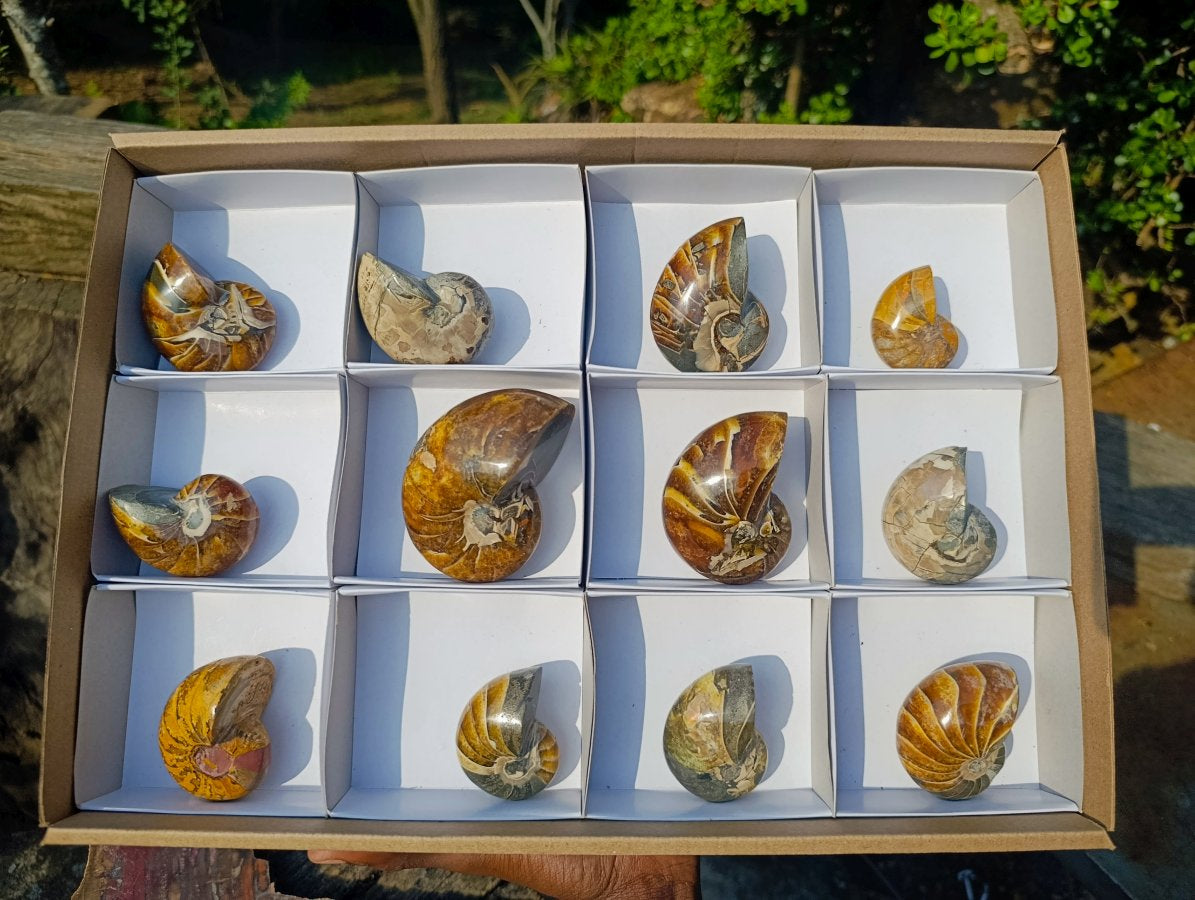 Polished Cymatoceras Nautilus Ammonite Fossils x 12 From Maintirano, Madagascar - Toprock Gemstones and Minerals 