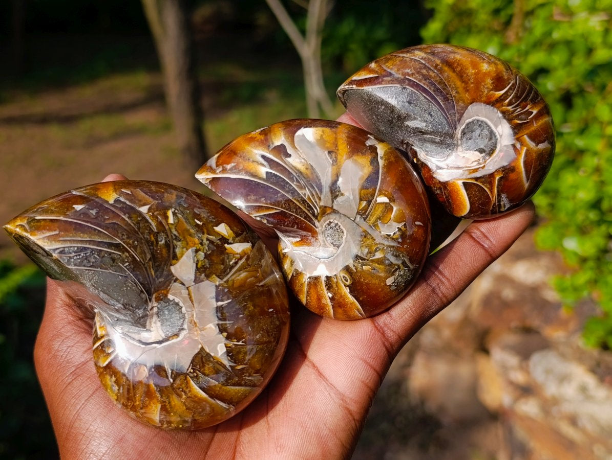 Polished Cymatoceras Nautilus Ammonite Fossils x 12 From Maintirano, Madagascar - Toprock Gemstones and Minerals 