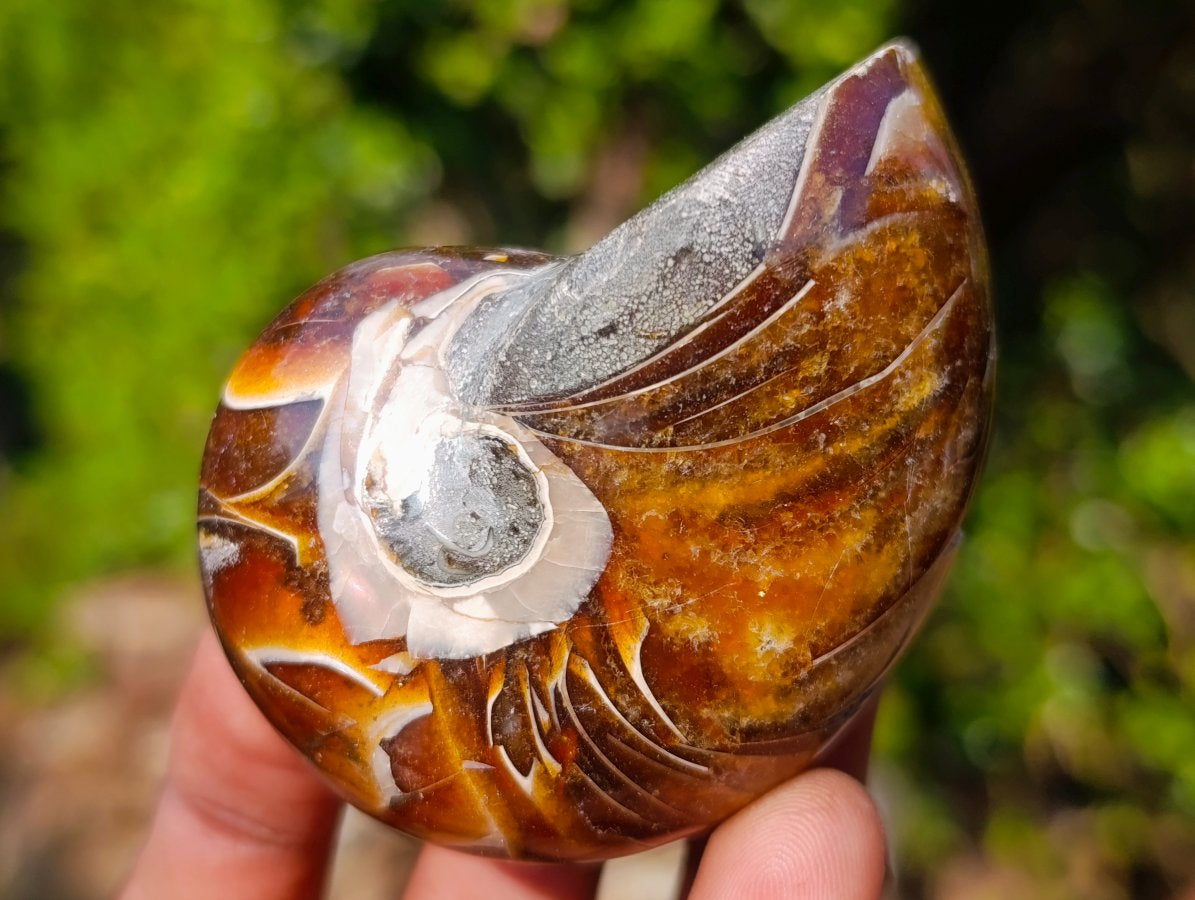 Polished Cymatoceras Nautilus Ammonite Fossils x 12 From Maintirano, Madagascar - Toprock Gemstones and Minerals 