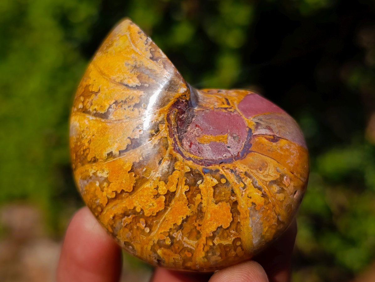 Polished Cymatoceras Nautilus Ammonite Fossils x 12 From Maintirano, Madagascar - Toprock Gemstones and Minerals 