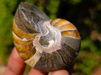 Polished Cymatoceras Nautilus Ammonite Fossils x 12 From Maintirano, Madagascar - Toprock Gemstones and Minerals 