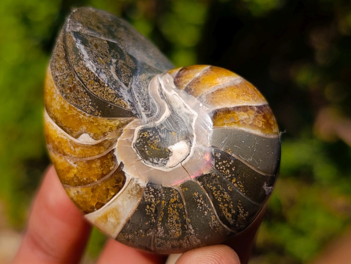 Polished Cymatoceras Nautilus Ammonite Fossils x 12 From Maintirano, Madagascar - Toprock Gemstones and Minerals 