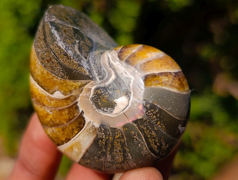 Polished Cymatoceras Nautilus Ammonite Fossils x 12 From Maintirano, Madagascar - Toprock Gemstones and Minerals 