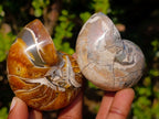Polished Cymatoceras Nautilus Ammonite Fossils x 12 From Maintirano, Madagascar - Toprock Gemstones and Minerals 