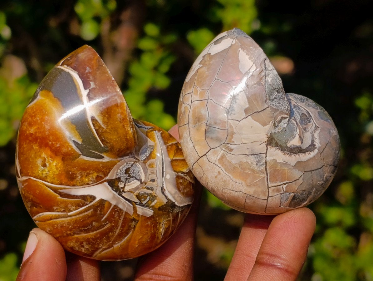 Polished Cymatoceras Nautilus Ammonite Fossils x 12 From Maintirano, Madagascar - Toprock Gemstones and Minerals 