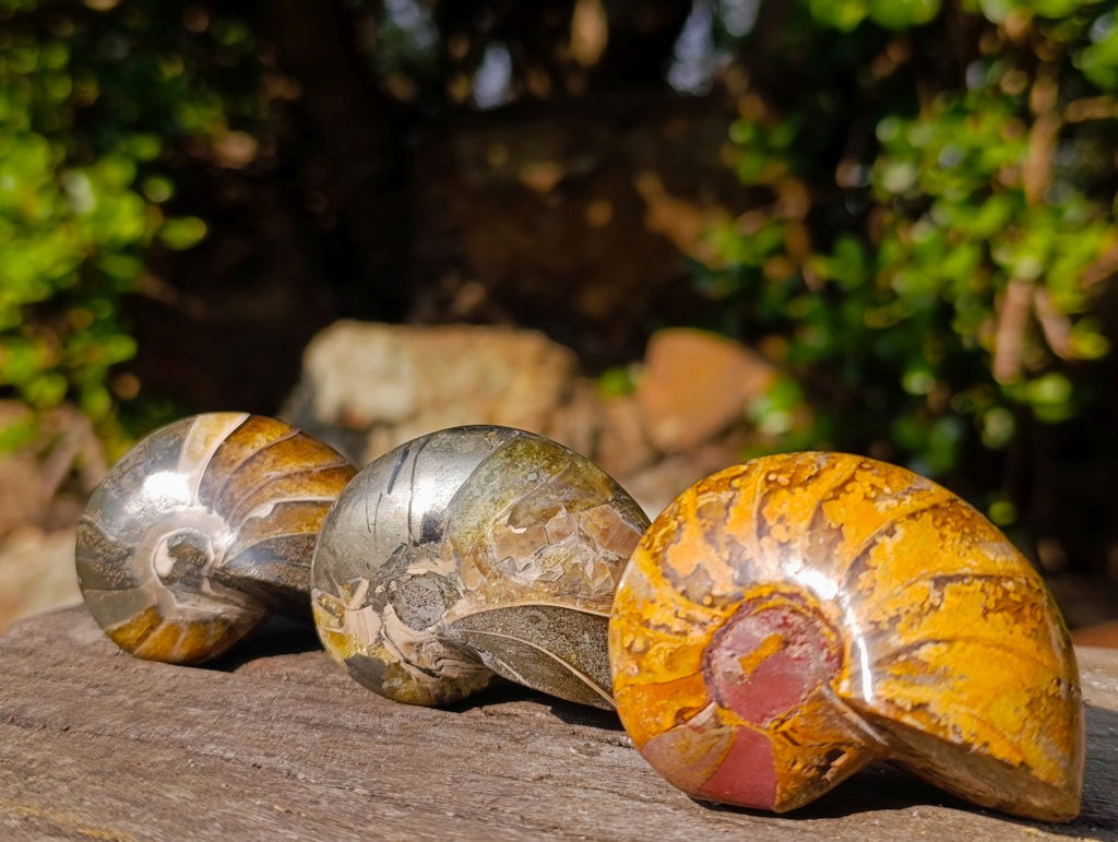 Polished Cymatoceras Nautilus Ammonite Fossils x 12 From Maintirano, Madagascar - Toprock Gemstones and Minerals 