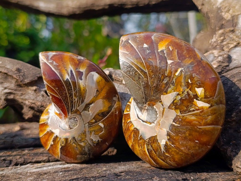 Polished Cymatoceras Nautilus Ammonite Fossils x 12 From Maintirano, Madagascar - Toprock Gemstones and Minerals 
