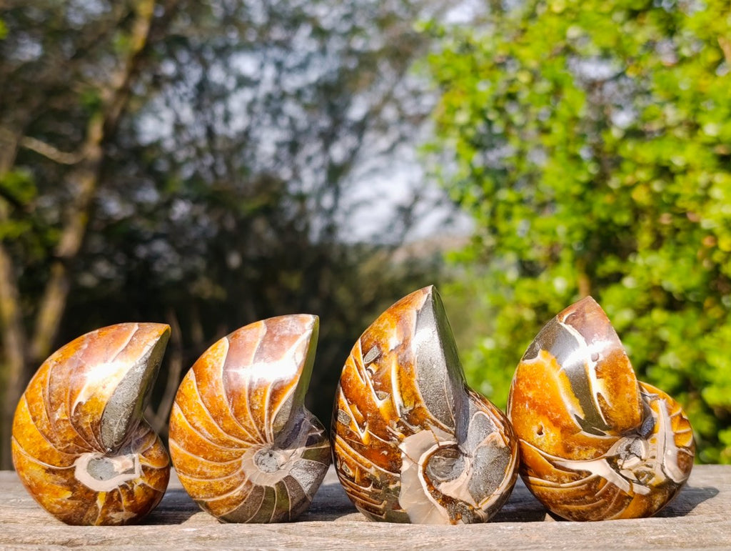 Polished Cymatoceras Nautilus Ammonite Fossils x 12 From Maintirano, Madagascar - Toprock Gemstones and Minerals 