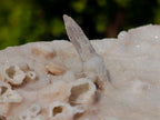 Natural Cabinet Sized Drusy Quartz Coated Black Tipped Calcite Pseudomorph Specimens x 3 From Albert's Mountain, Lesotho - Toprock Gemstones and Minerals 