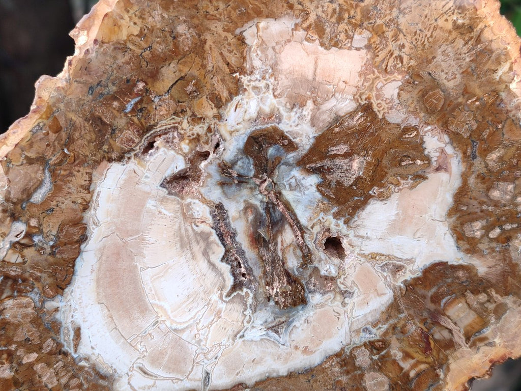 Polished Red and Brown Podocarpus Petrified Wood Slices x 3 From Madagascar - Toprock Gemstones and Minerals 