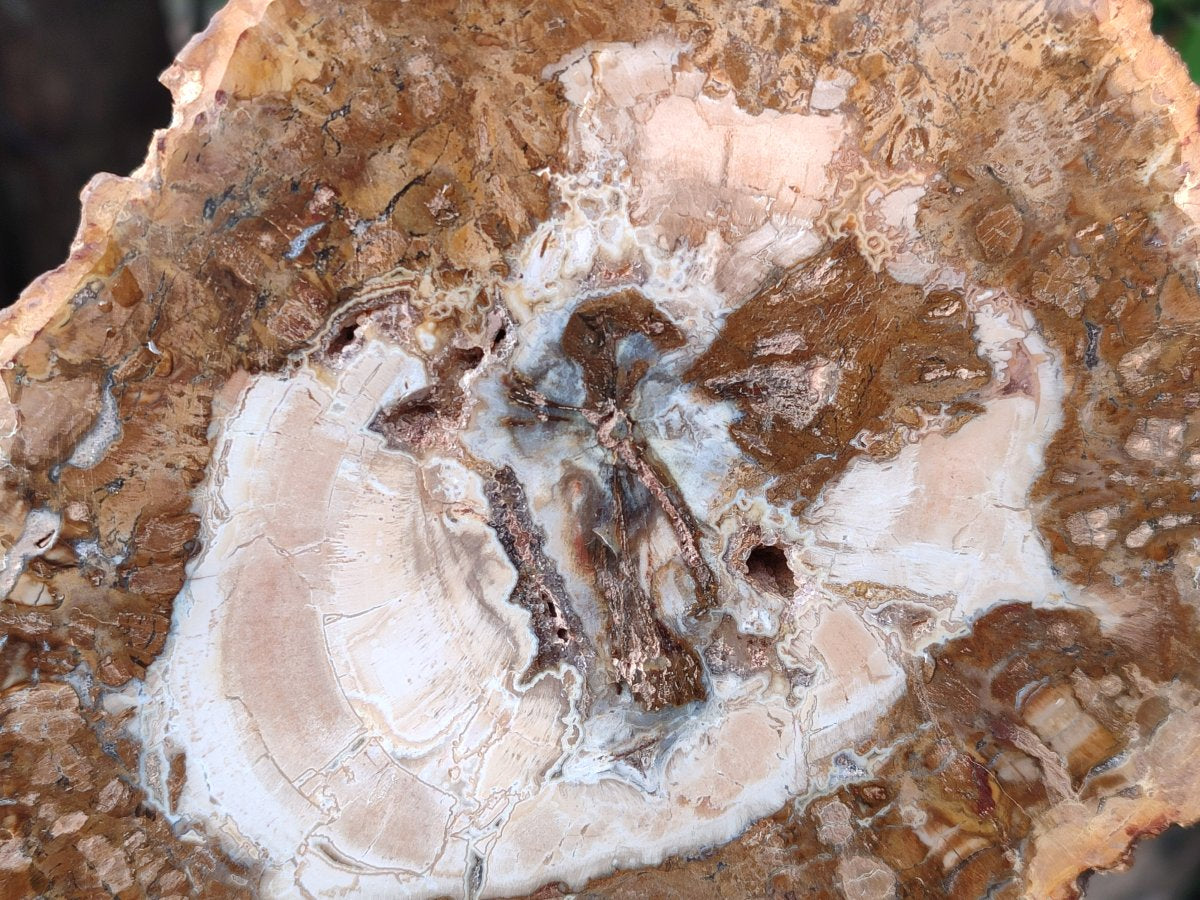Polished Red and Brown Podocarpus Petrified Wood Slices x 3 From Madagascar - Toprock Gemstones and Minerals 