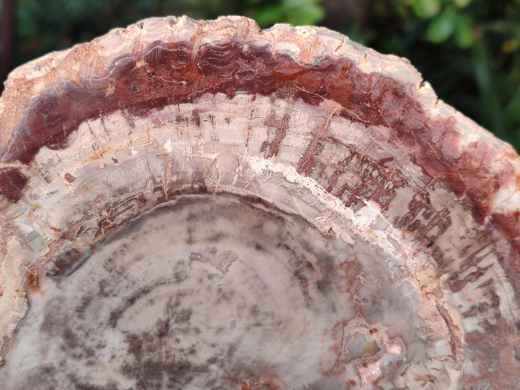 Polished Red and Brown Podocarpus Petrified Wood Slices x 3 From Madagascar - Toprock Gemstones and Minerals 