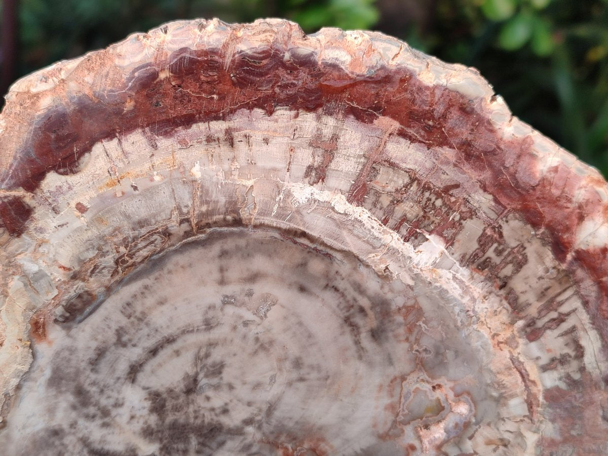 Polished Red and Brown Podocarpus Petrified Wood Slices x 3 From Madagascar - Toprock Gemstones and Minerals 