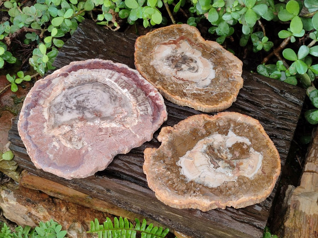Polished Red and Brown Podocarpus Petrified Wood Slices x 3 From Madagascar - Toprock Gemstones and Minerals 