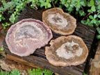 Polished Red and Brown Podocarpus Petrified Wood Slices x 3 From Madagascar - Toprock Gemstones and Minerals 
