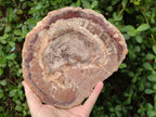 Polished Red and Brown Podocarpus Petrified Wood Slices x 3 From Madagascar - Toprock Gemstones and Minerals 
