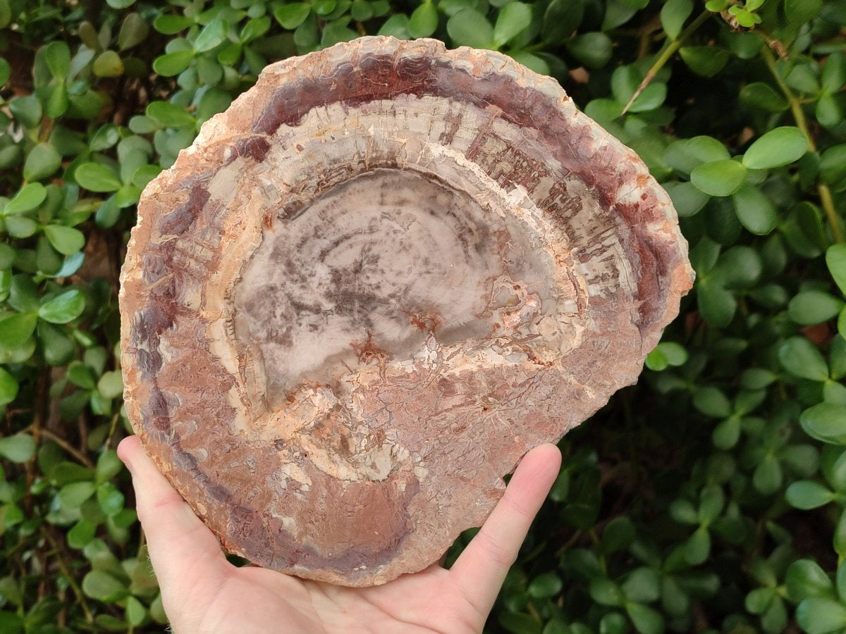 Polished Red and Brown Podocarpus Petrified Wood Slices x 3 From Madagascar - Toprock Gemstones and Minerals 