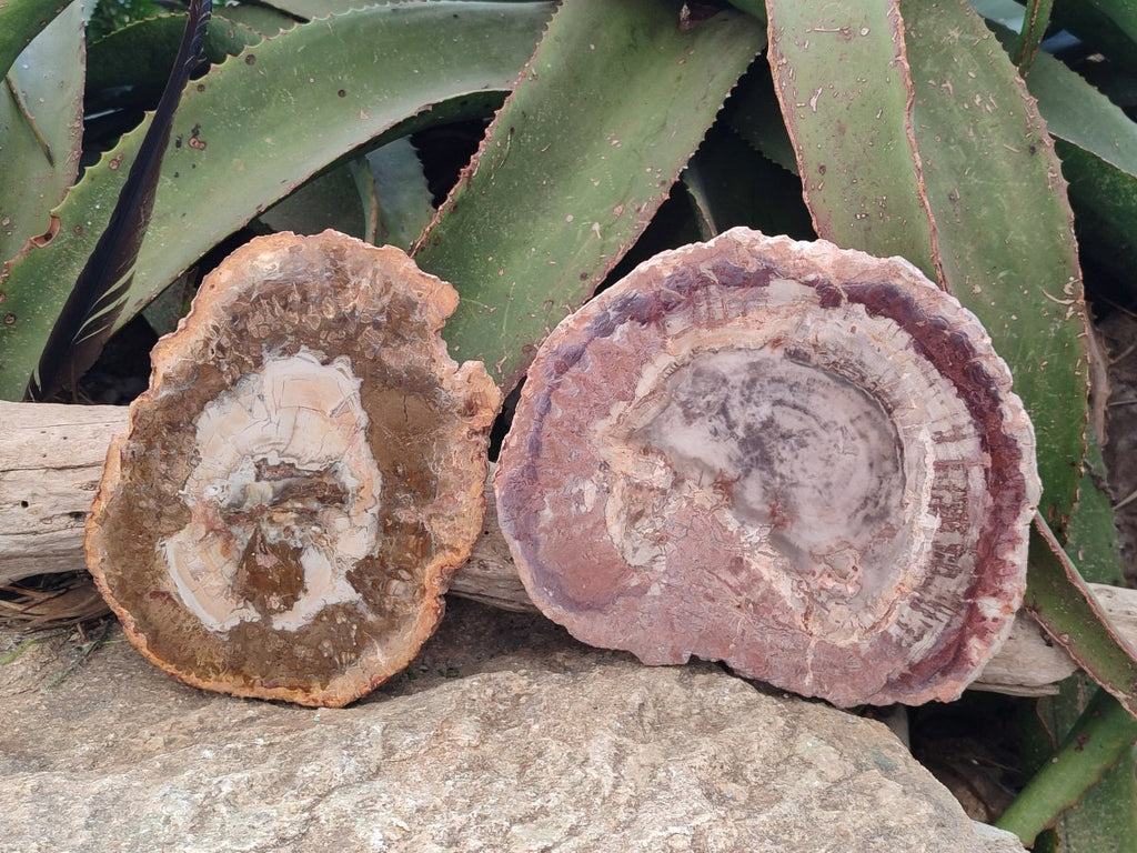 Polished Red and Brown Podocarpus Petrified Wood Slices x 3 From Madagascar - Toprock Gemstones and Minerals 