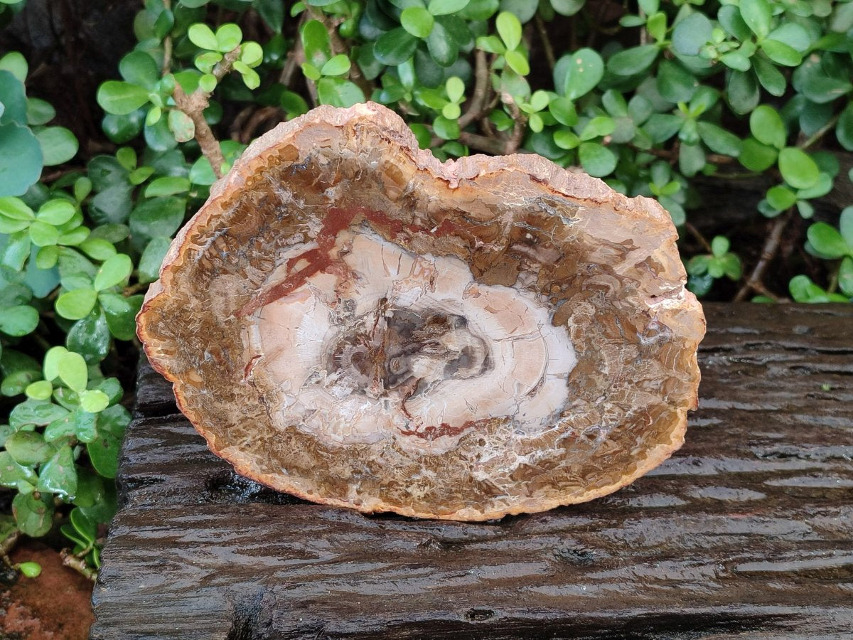 Polished Red and Brown Podocarpus Petrified Wood Slices x 3 From Madagascar - Toprock Gemstones and Minerals 