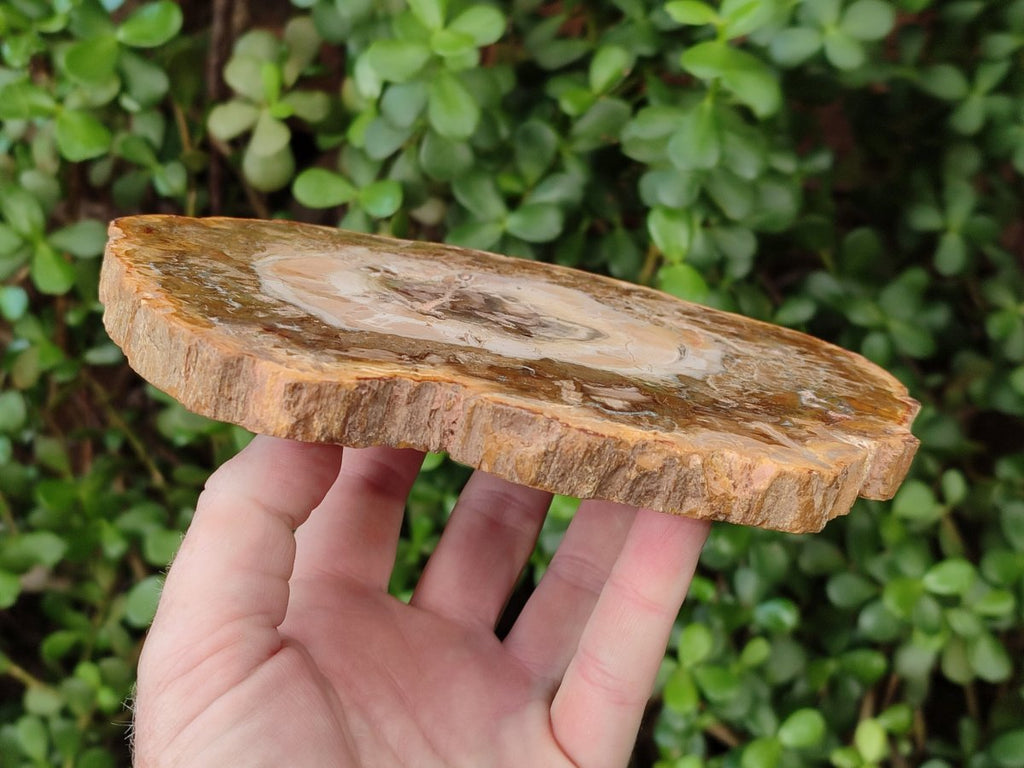 Polished Red and Brown Podocarpus Petrified Wood Slices x 3 From Madagascar - Toprock Gemstones and Minerals 