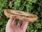 Polished Red and Brown Podocarpus Petrified Wood Slices x 3 From Madagascar - Toprock Gemstones and Minerals 