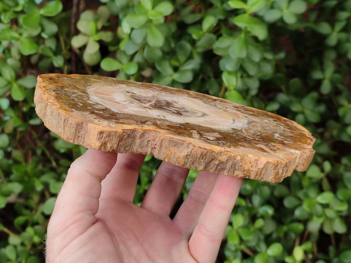 Polished Red and Brown Podocarpus Petrified Wood Slices x 3 From Madagascar - Toprock Gemstones and Minerals 