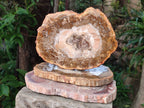 Polished Red and Brown Podocarpus Petrified Wood Slices x 3 From Madagascar - Toprock Gemstones and Minerals 