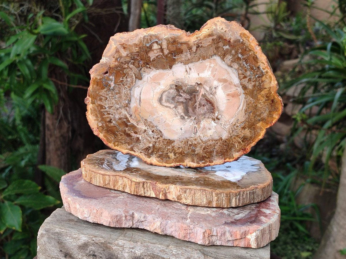 Polished Red and Brown Podocarpus Petrified Wood Slices x 3 From Madagascar - Toprock Gemstones and Minerals 