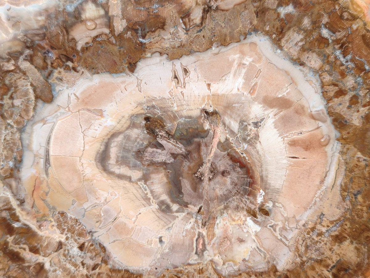Polished Red and Brown Podocarpus Petrified Wood Slices x 3 From Madagascar - Toprock Gemstones and Minerals 