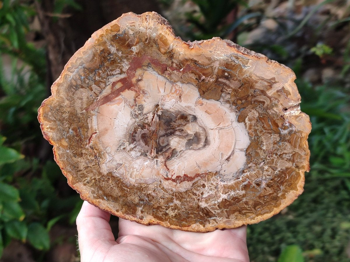 Polished Red and Brown Podocarpus Petrified Wood Slices x 3 From Madagascar - Toprock Gemstones and Minerals 