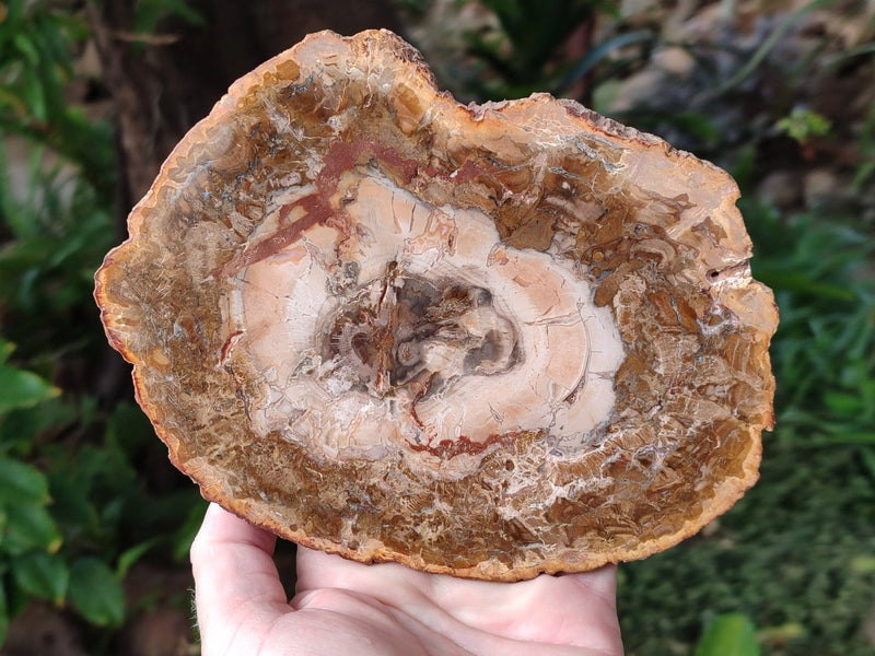 Polished Red and Brown Podocarpus Petrified Wood Slices x 3 From Madagascar - Toprock Gemstones and Minerals 