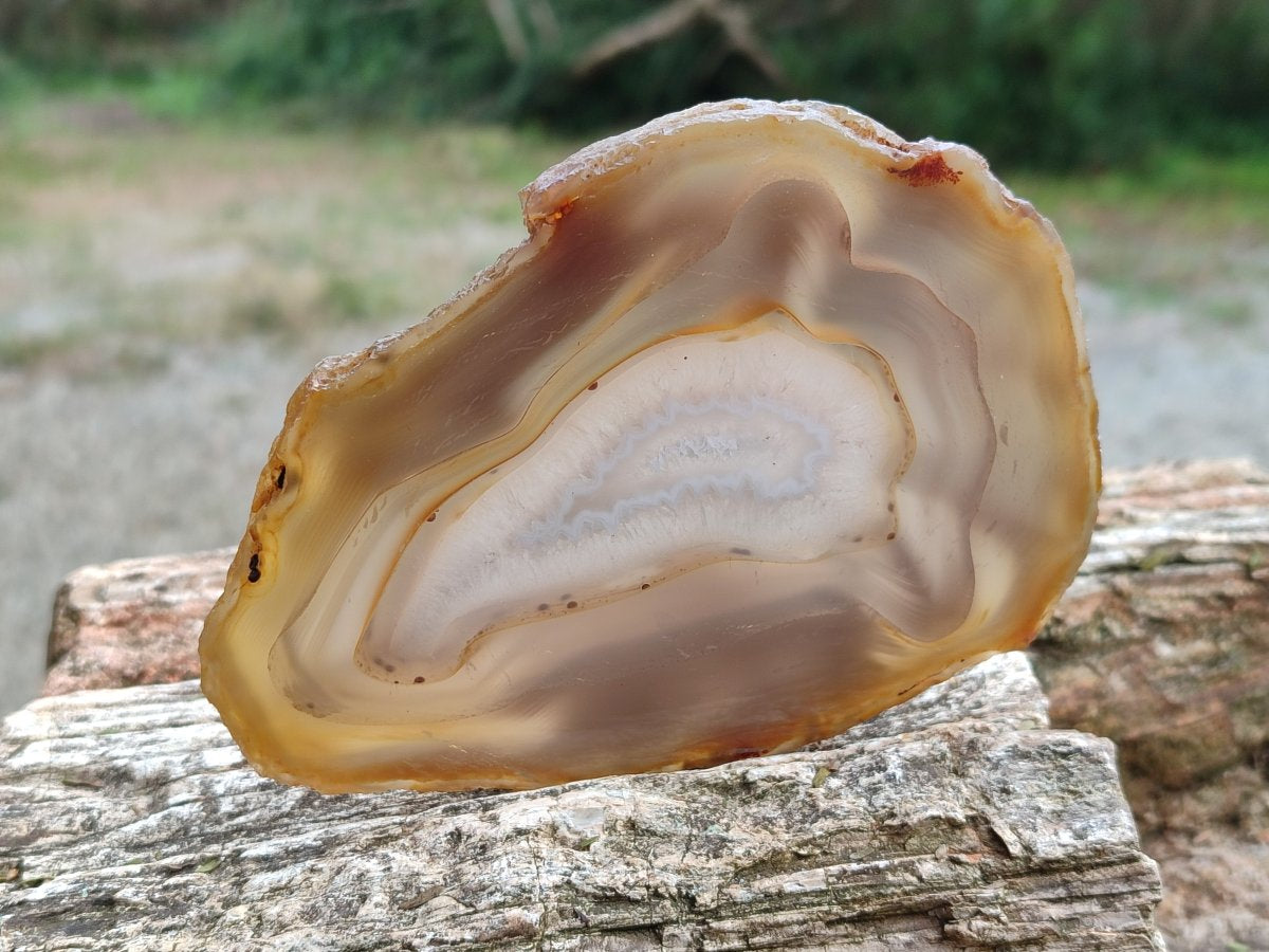 Polished Banded Agate Slices with Natural Edging x 12 From Madagascar - Toprock Gemstones and Minerals 