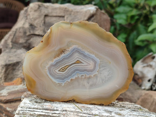 Polished Banded Agate Slices with Natural Edging x 12 From Madagascar - Toprock Gemstones and Minerals 