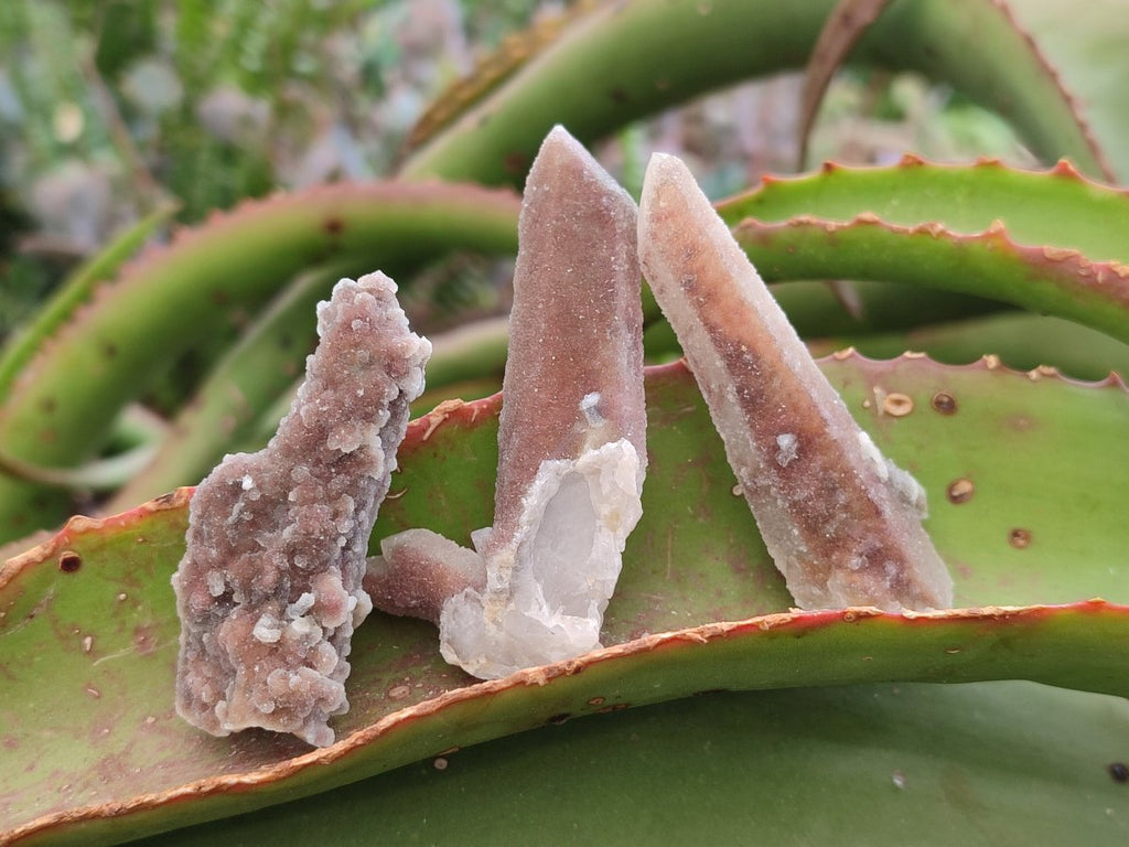 Natural Hematoid Fairy Spirit Quartz Crystals x 35 From Boekenhouthoek, South Africa - Toprock Gemstones and Minerals 