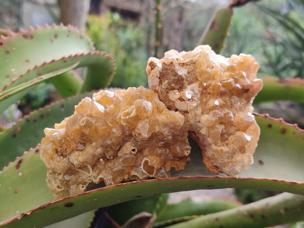 Natural Golden Limonite Quartz Clusters x 12 From Solwezi, Zambia - Toprock Gemstones and Minerals 