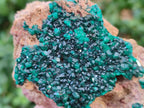 Natural Dioptase on Dolomite Specimens x 6 From Likasi, Congo - Toprock Gemstones and Minerals 