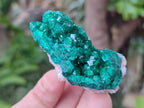 Natural Dioptase on Dolomite Specimens x 6 From Likasi, Congo - Toprock Gemstones and Minerals 