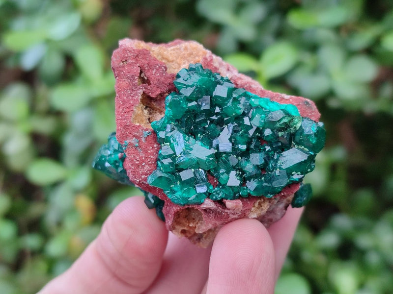 Natural Dioptase on Dolomite Specimens x 6 From Likasi, Congo - Toprock Gemstones and Minerals 