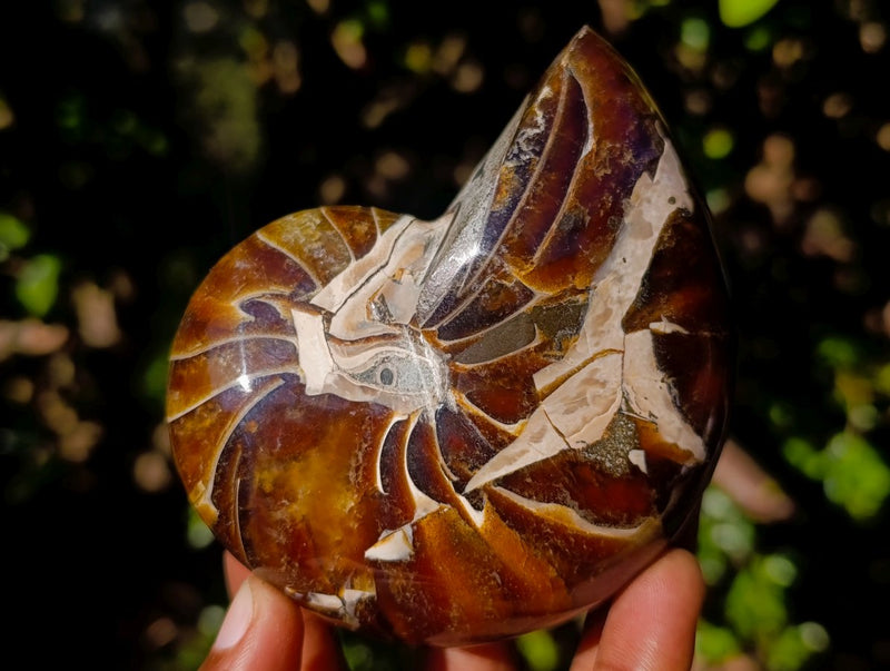 Polished Cymatoceras Nautilus Ammonite Fossils x 3 From Maintirano, Madagascar - Toprock Gemstones and Minerals 