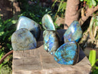 Polished Small Labradorite Standing Display Pieces x 6 From Madagascar - Toprock Gemstones and Minerals 